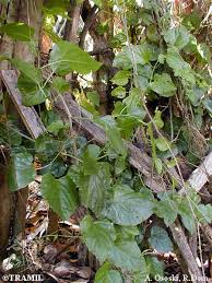 Image result for Cissus faucicola