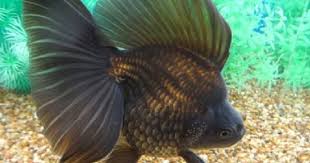 Goldfish Auction Goldfish Ryukin Goldfish Beautiful Fish