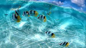 Wallpaper Pc Live Wallpaper For Pc Live Wallpapers