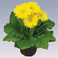 However, if you can provide the right growing conditions, your gerbera daisy may survive for two or three years. Yellow Gerbera Pot Plant For Party Decoration Rs 70 Piece Orchid Biotech Id 20085031248