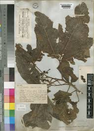 Image result for Allophylus abyssinicus