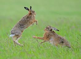 نتیجه جستجوی لغت [hare] در گوگل