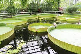 Hier findest du die öffnungszeiten vom parco am botanischen garten restaurant, bültenweg 95 in braunschweig, ebenfalls erhältst du die adresse, telefonnummer und fax. Endlich Sie Bluht Wieder Neue Braunschweiger