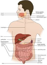 Anatomy And Normal Microbiota Of The Digestive System