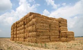 The straw paddy can be used for cattle, they say. Paddy Straw Bales Buy Paddy Straw Bales Paddy Straws In Hooghly West Bengal