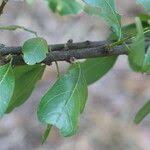 Image result for Boscia mossambicensis