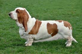Image result for basset hound