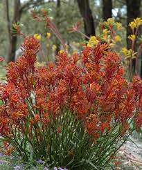 Anigozanthos Bush Blitz Flowers In Spring Kangaroo Paw Drought Resistant Plants Plants