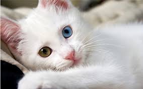 Ruyada Kedi Gormek Ruya Com