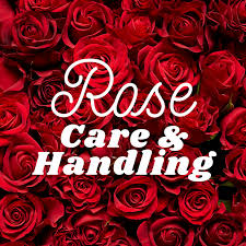Getting your roses into water quickly is the first step in caring for them. Rose Care And Handling Dreisbach Wholesale Florists