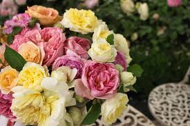 Sixty years on, this simple objective remains at the heart of what we do. 10 Fascinating Facts About Roses That Will Simply Astonish You The Smell Of Roses The Smell Of Roses
