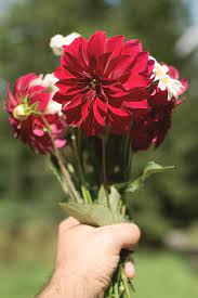 Flowers wallpapers hd sort wallpapers by: Flower Bouquet Free Stock Photo Libreshot