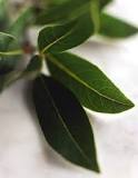 Are fresh or dried bay leaves better?