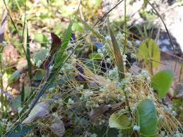 Image result for Cuscuta australis