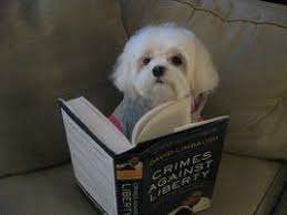 3 Jedediah Bila S Cute Dog Emma Bila Cute Dogs Dogs Animals