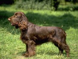 Brown English Cocker Spaniel Field Spaniel Spaniel Puppies Sporting Dogs Breeds