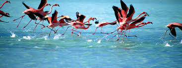 Urlaub auf aruba, bonaire oder curacao. Inselhopping Niederlandische Antillen Die Abc Inseln