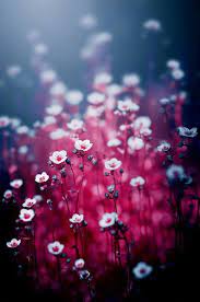 Quando ti senti romantico e desideri esprimere il tuo amore, queste sono le foto migliori. Foto Tumblr A Fiori Per Uno Sfondo Di Whatsapp C Ask Fm Robertorossi708