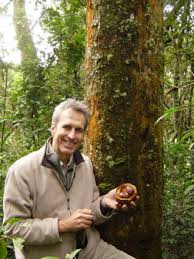 Image result for Carapa grandiflora