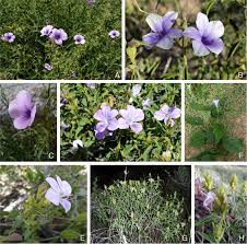 Image result for Indigofera soutpansbergensis