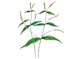 Image result for Achyranthes