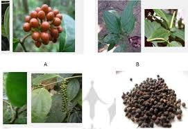 Image result for Piper guineense