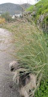 Image result for Hyparrhenia anthistirioides