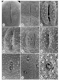 Image result for Spermacoce kirkii