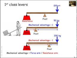 Lever Systems In The Human Body Youtube