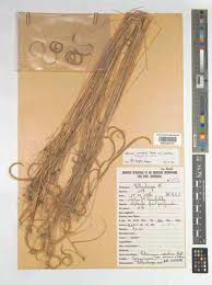 Image result for Ctenium concinnum