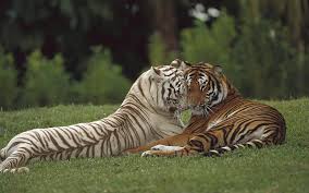 See full list on reference.com Love Predator Pair Tigers Wild Cat Hd Wallpaper Wallpaperbetter