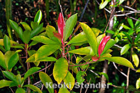 Image result for Myrsinaceae