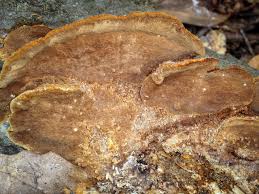 Image result for Phellinus gilvus