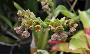 Image result for Monadenium laeve