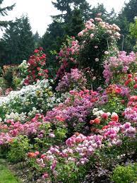 Dawn Sellers Garden Inspiration Flower Garden Amazing Gardens