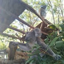 Mary And Summer Cuddly Animals Koala Marsupial Spirit Animal