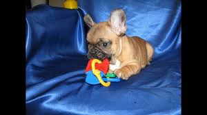 We offer 40 puppies for sale in orlando, florida. French Bulldog Puppies For Sale In Orlando Fl French Bulldog Puppies For Sale In Jacksonville Fl Youtube