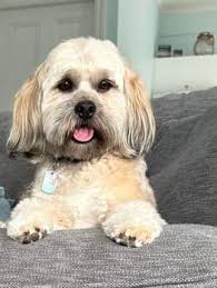 Love my boy he's 4 and a half, pure love and he knows when I'm down 💙💖🐾 