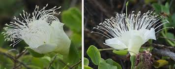 Image result for Capparis fascicularis