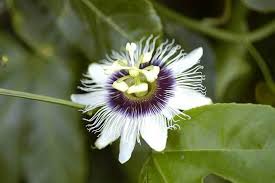 Image result for Passifloraceae