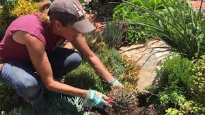 In cactus mccoy 2, one of the objectives is to kill 6 tumbleweeds: How To Weed Around Cacti Youtube