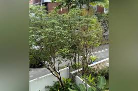 Image result for Caesalpinia ferrea