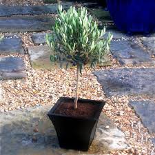 Olivenbaum Ein Symbol Des Friedens Im Garten Zuchten Olivenbaum Garten Pflanzen