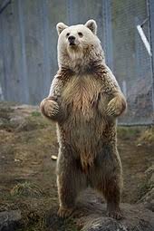 Born instinct is a newly spawned creation which features a selection of dance floor destroyers forming the first in a new compilation series that aims to seek out the natural talents around the globe. Brown Bear Wikipedia