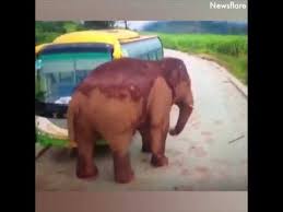 大紀元時報 台灣the epoch times taiwan 巨大的大象也有可愛的一面 facebook youtube animals elephant