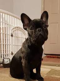 Price includes akc registration and breeding rights. French Bulldog Puppies Oregon For Sale Pets Lovers