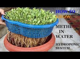 How to grow methi in kitchen garden. Wow Growing Fenugreek Methi Whithout Soil Only In Water Hydroponic System Youtube Hydroponics System Hydroponics Plants Grown In Water