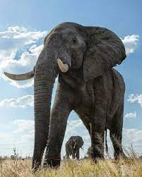 Pin On Elephants
