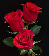 Pin By Rinku Singh On Roses Beautiful Roses Beautiful Red Roses Beautiful Flowers