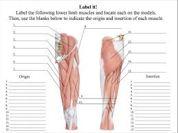 Maybe you would like to learn more about one of these? Lab 6 Muscles Of The Trunk And Lower Limb Id Material Conjunto De Fichas